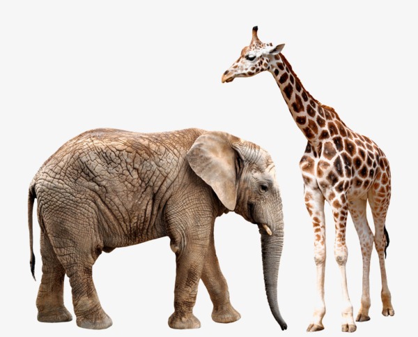 Are giraffes taller than elephants? | Quizizz