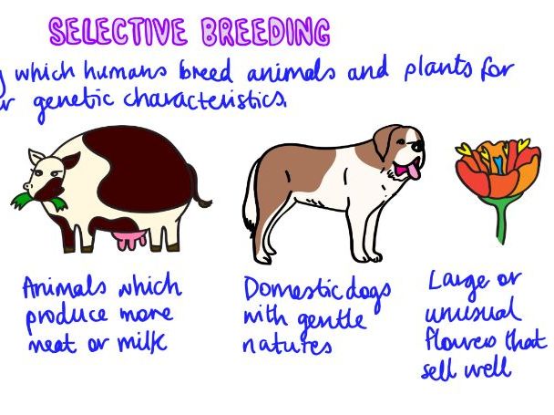 Make Assignment 1 Selective Breeding Quiz Quizizz