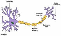 the nervous and endocrine systems - Year 8 - Quizizz