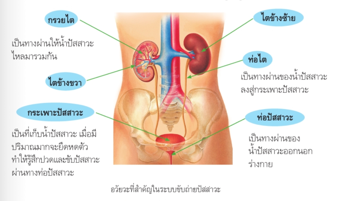 ลูกบาศก์ Flashcards - แบบทดสอบ