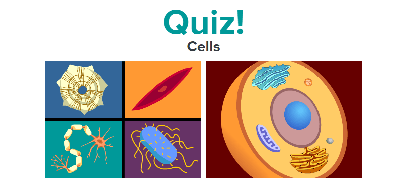 brainpop-cells-biology-quiz-quizizz
