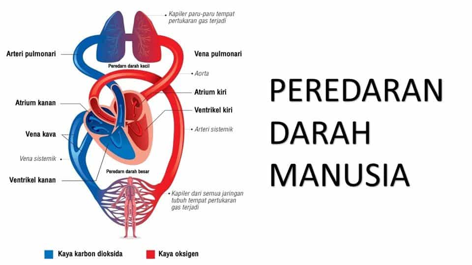 sistem peredaran darah dan pernapasan - Kelas 8 - Kuis