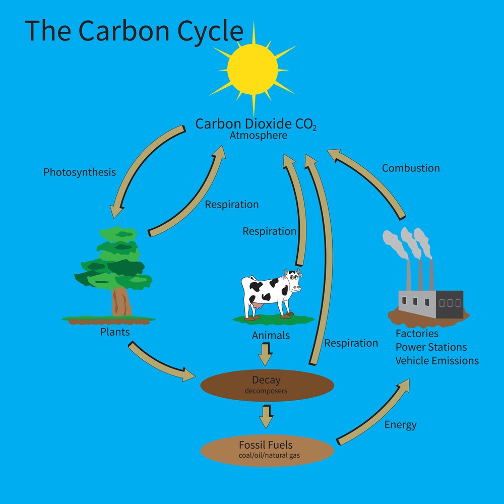 the-carbon-cycle-respiration-quiz-quizizz