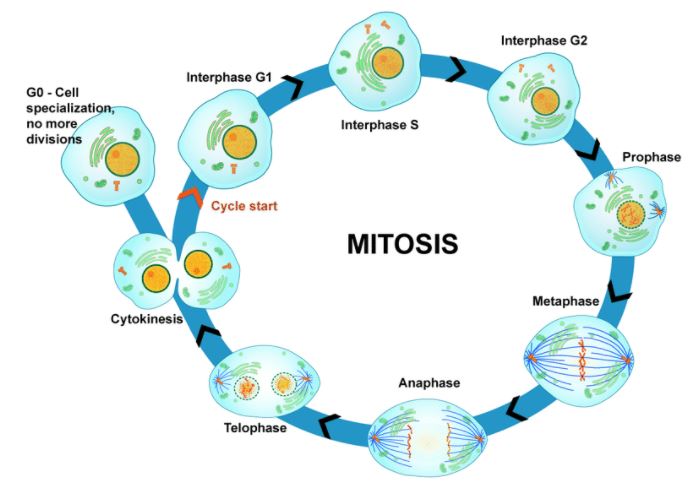 Cell Cycle, Cancer & Asexual Reproduction