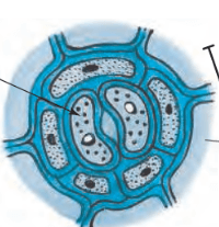 plant cell diagram - Year 8 - Quizizz