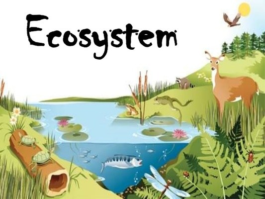 Ecosystem Quiz