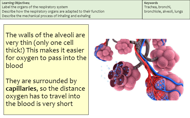 Respiratory System | Biology - Quizizz