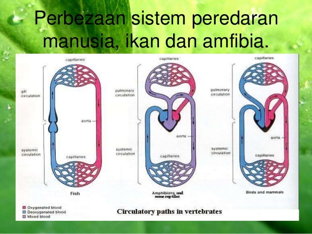 Kuiz Bio T5 Bab 1 Fasa 4 Biology Quiz Quizizz