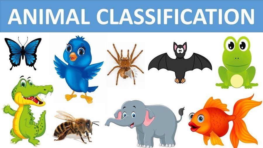 Animal Classification | Science - Quizizz