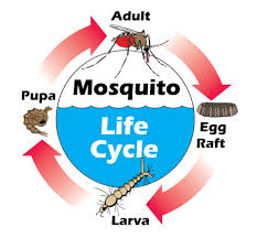 LIFE CYCLE OF A MOSQUITO | 767 plays | Quizizz