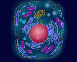 Anatomy Of A Cell | Quizizz