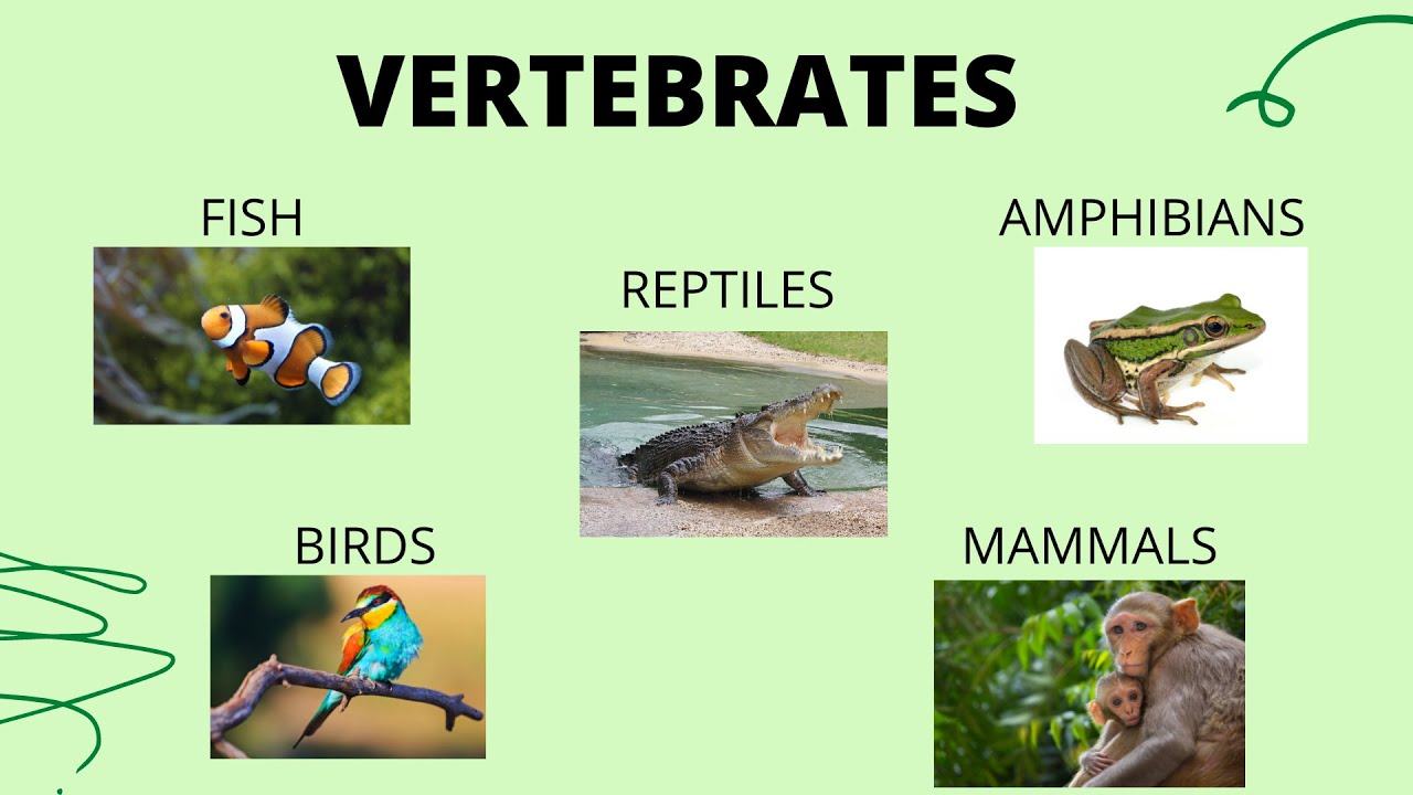 vertebrates and invertebrates Flashcards - Quizizz