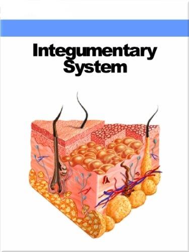 Integumentary System Vocabulary! | 51 plays | Quizizz