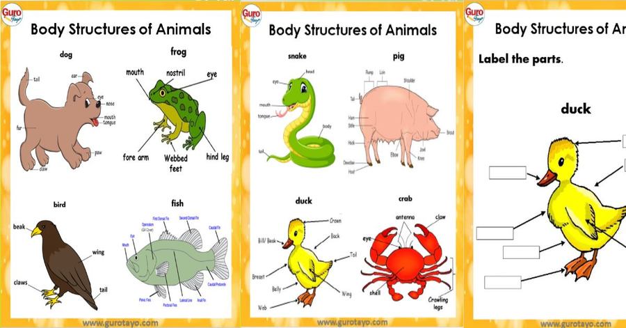 Structures of Animals for Adaptations and Survival grade 4 questions &  answers for quizzes and tests - Quizizz