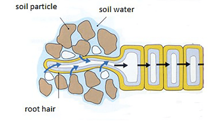 Absorption by Roots