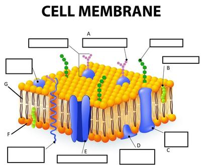 plasma membrane labeling worksheet