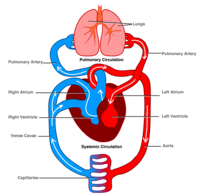 the reproductive system - Class 8 - Quizizz