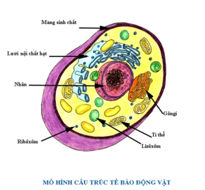 màng tế bào - Lớp 12 - Quizizz