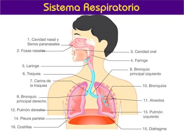 respiración celular - Grado 5 - Quizizz