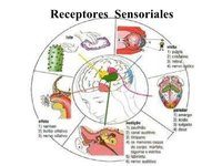 Lenguaje y Vocabulario - Grado 8 - Quizizz