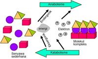 metabolisme - Kelas 7 - Kuis