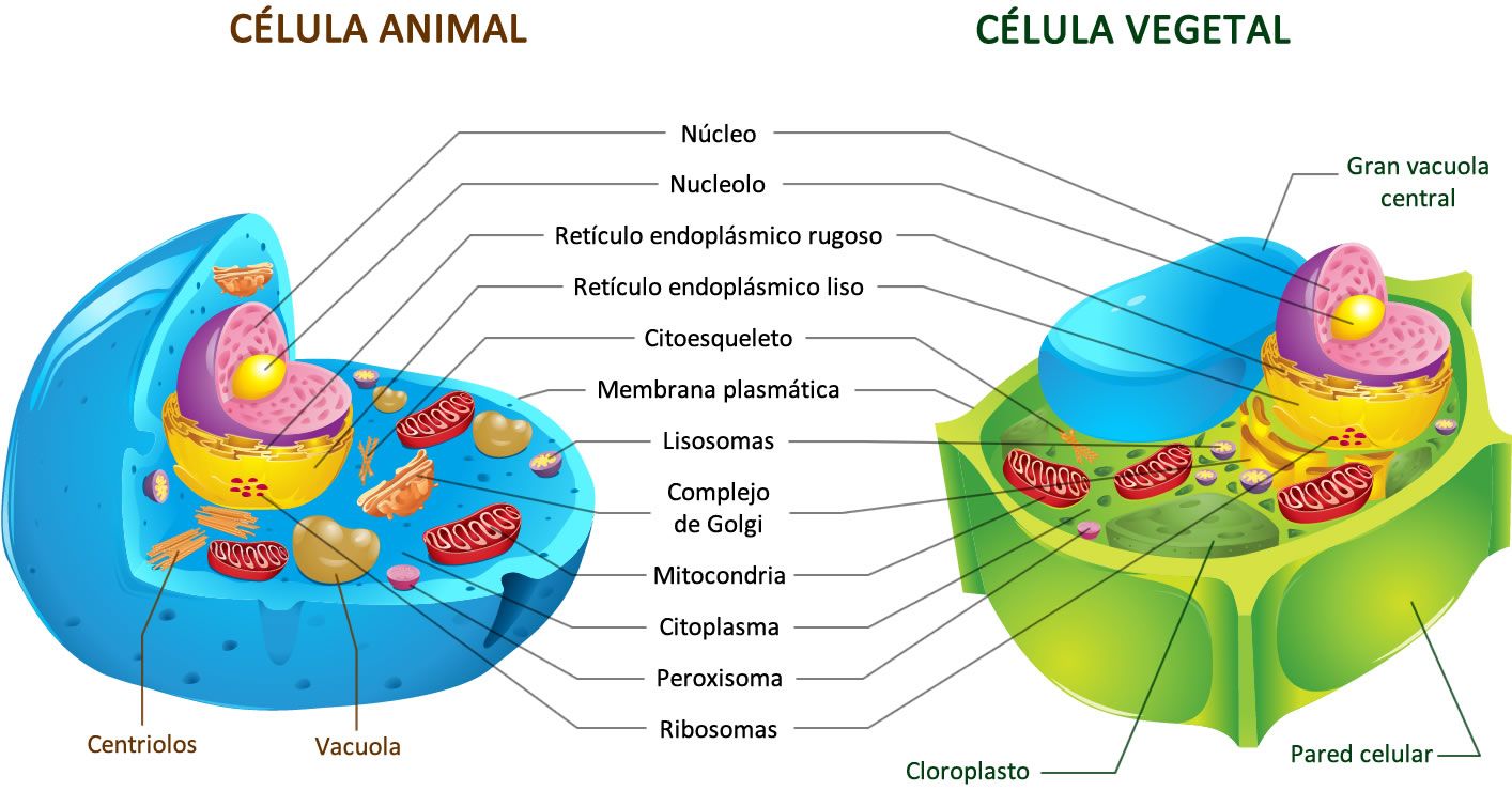 célula vegetal e animal - Série 5 - Questionário