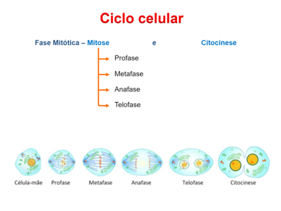 Ciclo celular | Biology - Quizizz