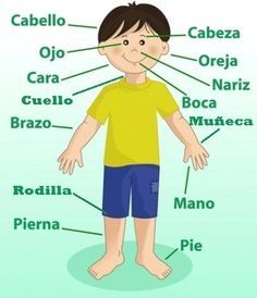 Las partes del cuerpo | Physical Ed - Quizizz