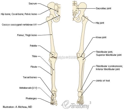 Lower Extremity Anatomy | Human Anatomy Quiz - Quizizz