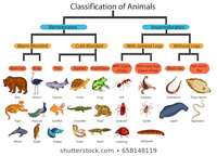 vertebrates and invertebrates - Class 9 - Quizizz