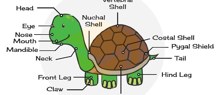 animal-structures-and-functions-402-plays-quizizz