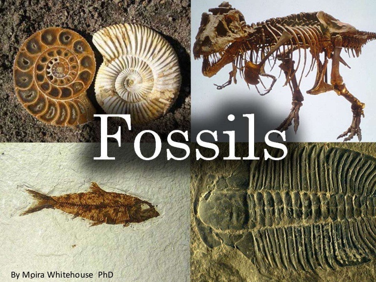 Types Of Fossils Science Quiz Quizizz