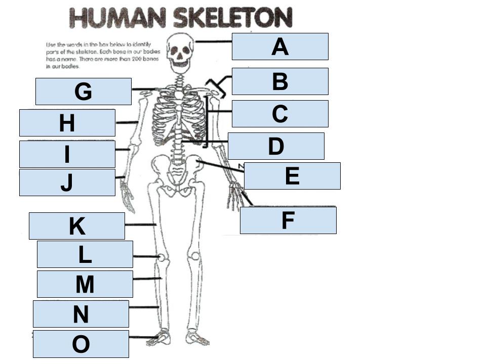 Skeletal System | Other Quiz - Quizizz