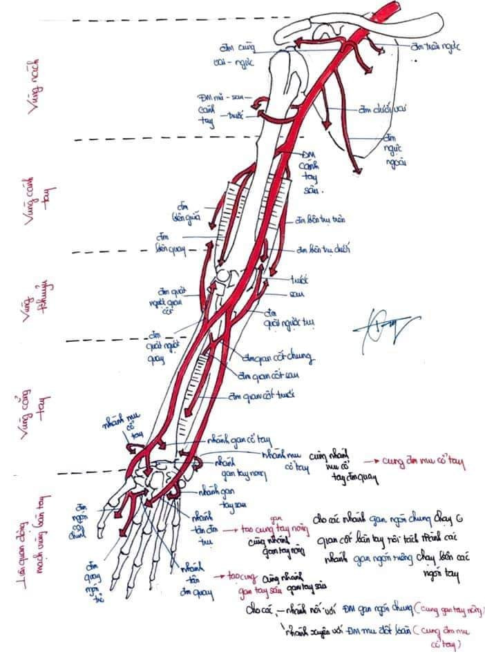 Giải phẫu mạch máu chi trên