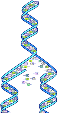 Struktura i replikacja DNA - Klasa 10 - Quiz