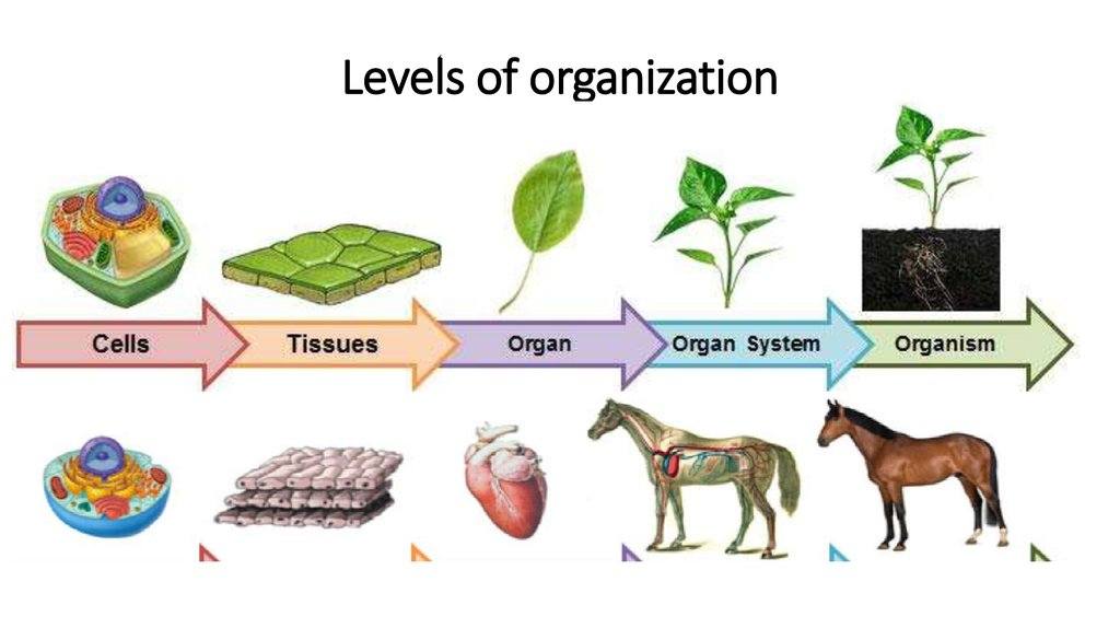 Levels of Organization PostAssessment Quizizz