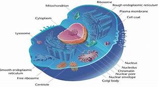 evolution and the tree of life - Class 9 - Quizizz