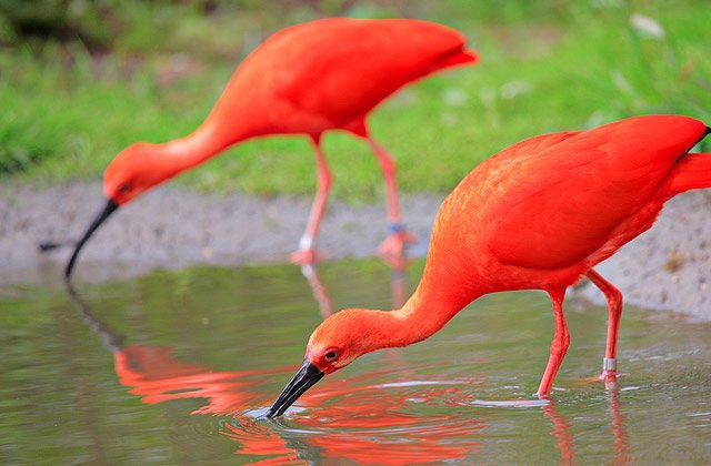 Scarlet Ibis Quiz | Quizizz