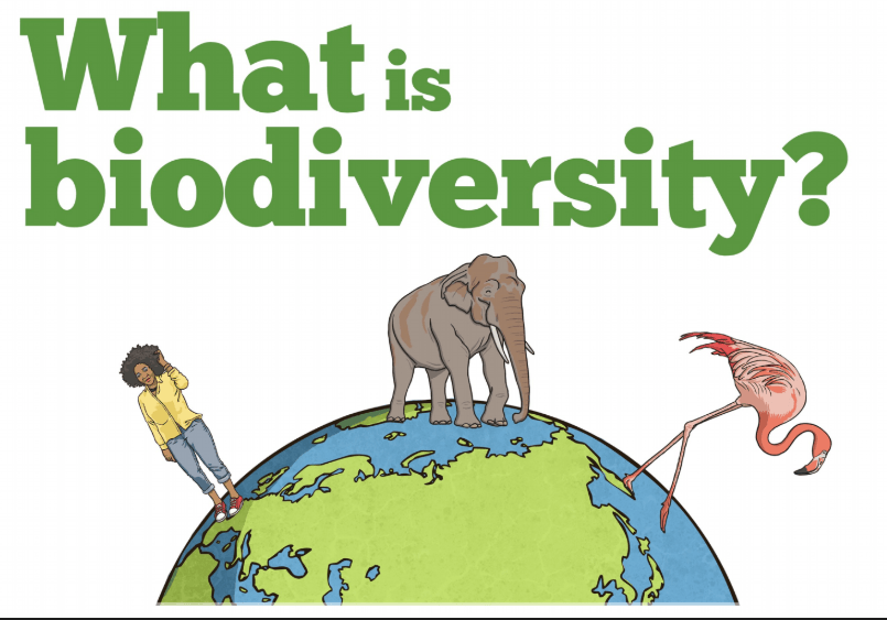 What Is Biodiversity | Quizizz