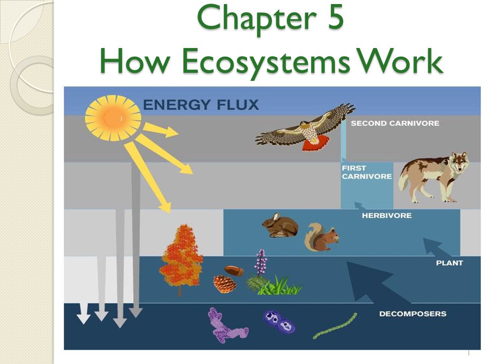 Environmental Science - Class 12 - Quizizz