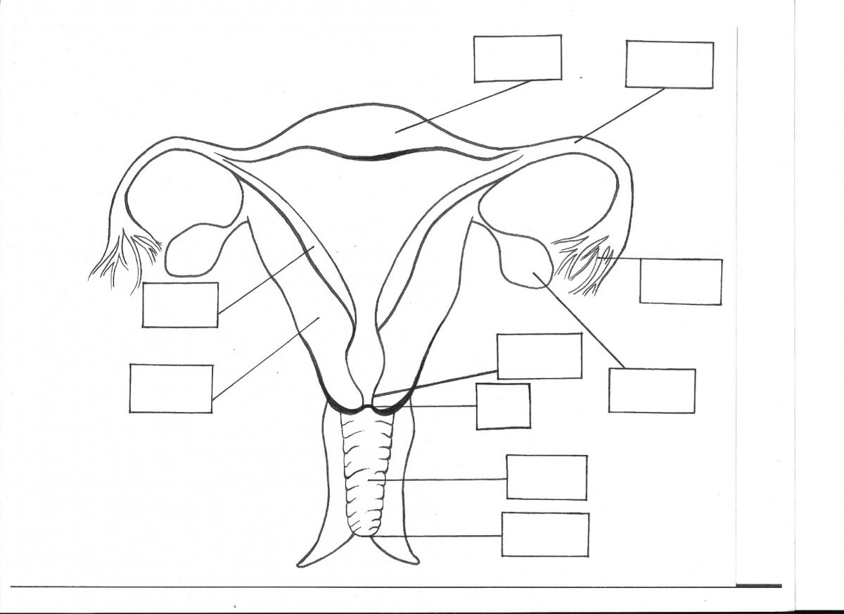 Reproductive Systems 