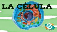 célula vegetal y animal - Grado 4 - Quizizz