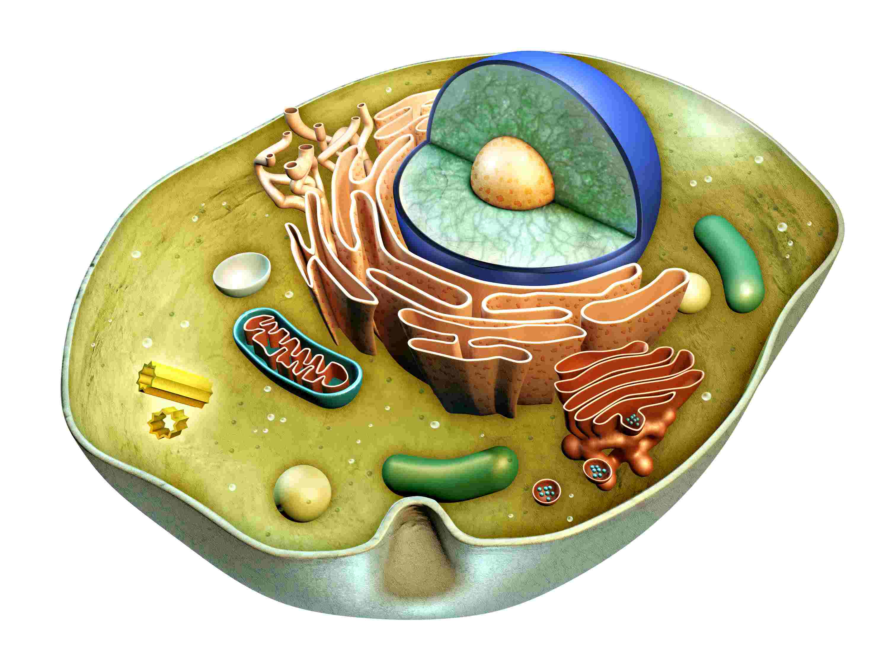 7th-grade-science-review-quiz-quizizz