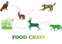 food chain - Year 2 - Quizizz
