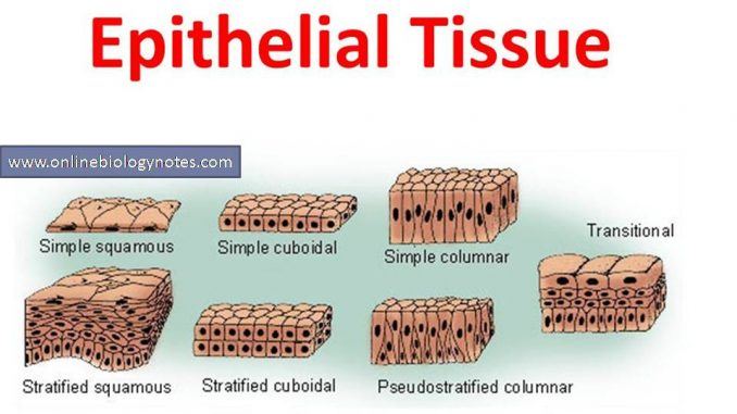 Epithelial Tissue Review questions & answers for quizzes and worksheets ...