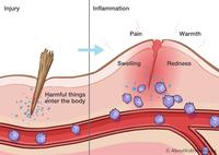 the immune system - Class 11 - Quizizz