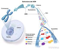 estructura y replicación del adn Tarjetas didácticas - Quizizz