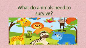 What Do Animals Need? | Science - Quizizz