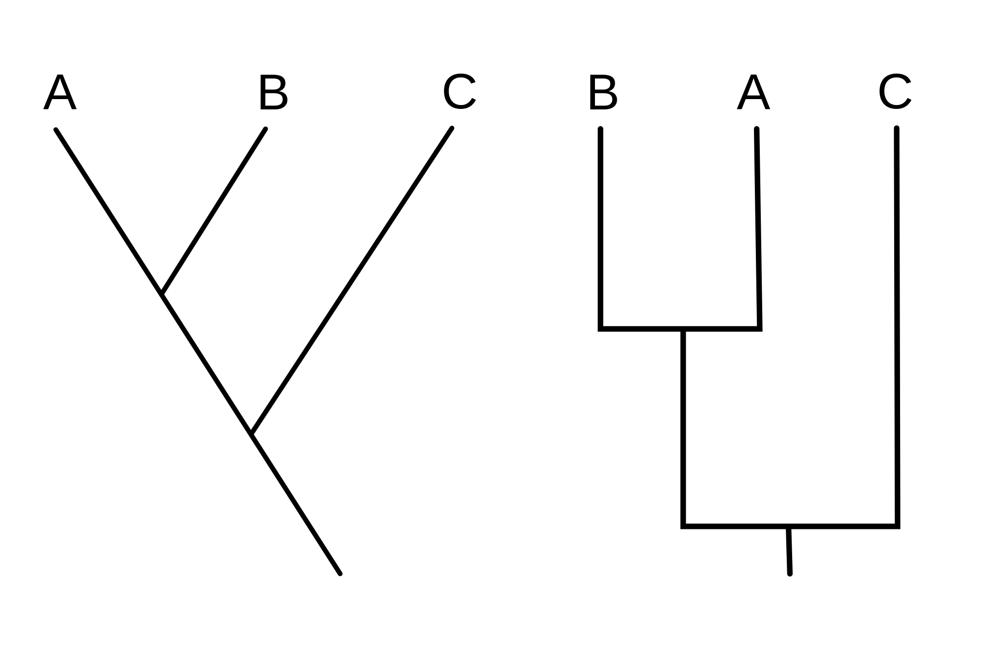 phylogeny-quiz-biology-quiz-quizizz