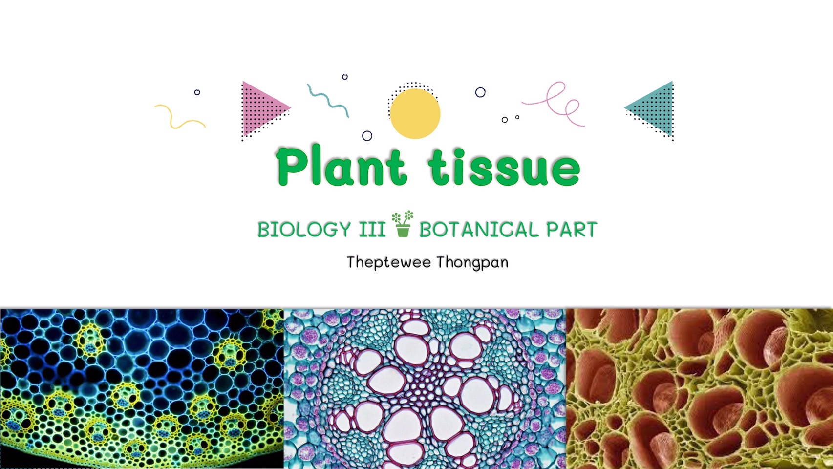 Plant Tissue | 101 Plays | Quizizz